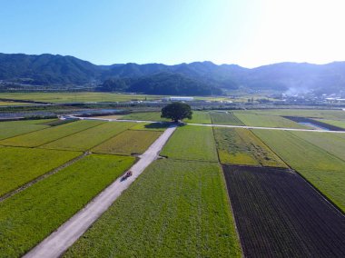 Wangtta kabadayı Zelkoba ağaç Hapcheon, Yaro: Gyeongnam, South Korea, Asya