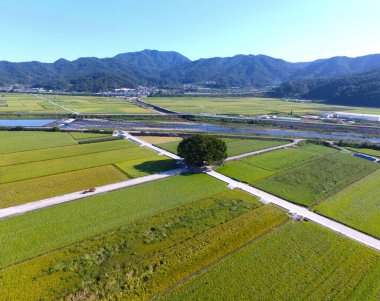 Wangtta kabadayı Zelkoba ağaç Hapcheon, Yaro: Gyeongnam, South Korea, Asya