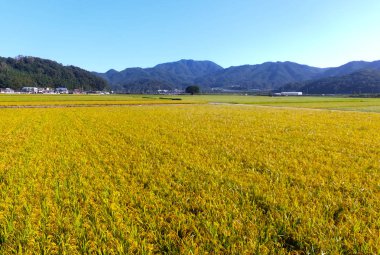 Wangtta kabadayı Zelkoba ağaç Hapcheon, Yaro: Gyeongnam, South Korea, Asya