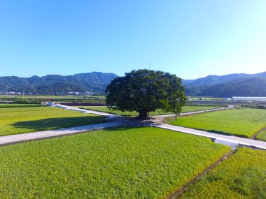 Wangtta kabadayı Zelkoba ağaç Hapcheon, Yaro: Gyeongnam, South Korea, Asya