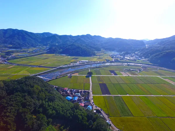 Wangtta kabadayı Zelkoba ağaç Hapcheon, Yaro: Gyeongnam, South Korea, Asya