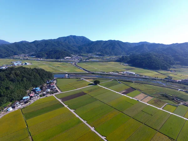 Wangtta Bully Zelkoba Tree Yaro Hapcheon Gyeongnam Corea Del Sur —  Fotos de Stock