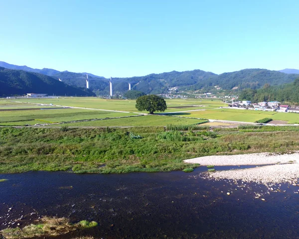 Wangtta Bully Zelkoba Tree Yaro Hapcheon Gyeongnam Corea Del Sur —  Fotos de Stock