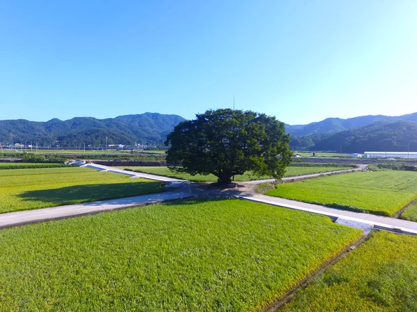 Wangtta kabadayı Zelkoba ağaç Hapcheon, Yaro: Gyeongnam, South Korea, Asya