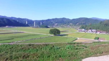 Wangtta kabadayı Zelkoba ağaç Hapcheon, Yaro: Gyeongnam, South Korea, Asya