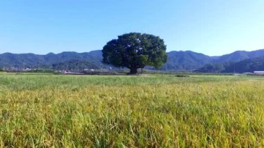 Wangtta kabadayı Zelkoba ağaç Hapcheon, Yaro: Gyeongnam, South Korea, Asya