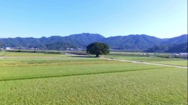 Wangtta kabadayı Zelkoba ağaç Hapcheon, Yaro: Gyeongnam, South Korea, Asya