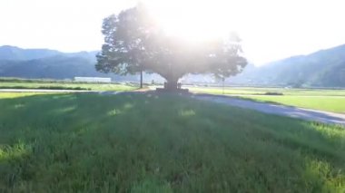 Wangtta kabadayı Zelkoba ağaç Hapcheon, Yaro: Gyeongnam, South Korea, Asya