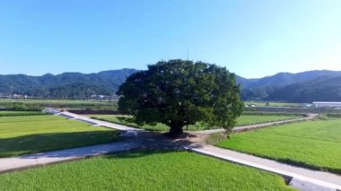 Wangtta kabadayı Zelkoba ağaç Hapcheon, Yaro: Gyeongnam, South Korea, Asya