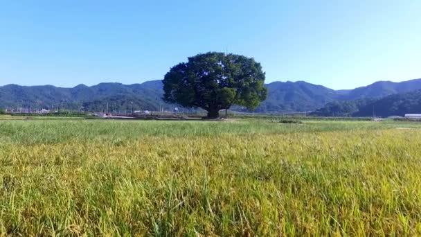 Arbre Wangtta Bully Zelkoba Yaro Hapcheon Gyeongnam Corée Sud Asie — Video