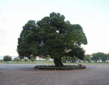 Büyük ağaç Seokbak ormanı, Seongju, Gyeongbuk, Güney Kore Asya