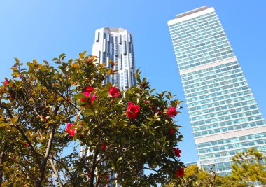 Erken ilkbaharda ne zaman Camelia, Centum şehir, Haeundae, Busan, Güney Kore, Asya çiçek açar