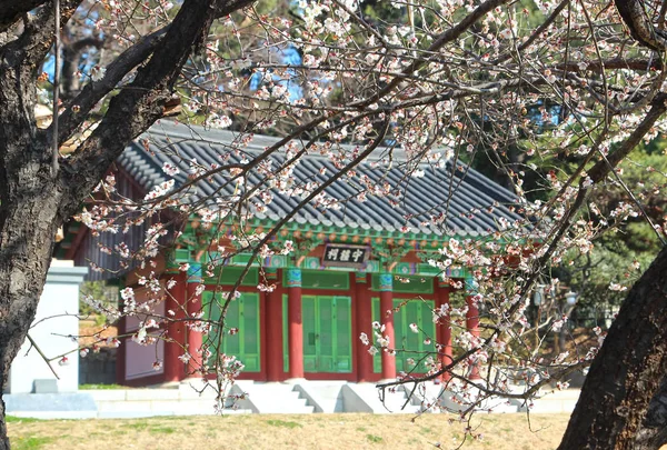 Début Printemps Lorsque Prune Fleurit Parc Historique Suyeong Busan Corée — Photo