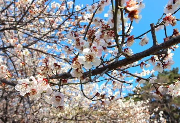 Zaman Erik Çiçek Açar Erken Bahar Suyeong Historic Park Busan — Stok fotoğraf