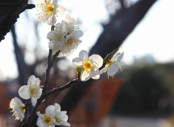 Início Primavera Quando Ameixa Floresce Busan Coréia Sul Ásia — Fotografia de Stock