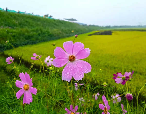 Pink Cosmos Rice Paddy Mujeom Village Changwon Gyeongnam Corea Del —  Fotos de Stock