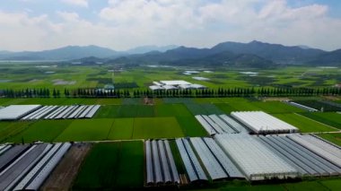 Jukdong Köyü Metasequoia Road, Changwon,: Gyeongnam, South Korea, Asya'nın Hyperlapse havadan görünümü.