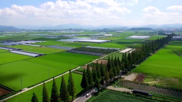 Vue Aérienne Hyperlapse De La Route Metasequoia Du Village De Jukdong, Changwon, Gyeongnam, Corée Du Sud, Asie .