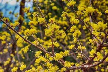 japanese cornelian Blooming in Spring, Haeundae, Busan, South Korea, Asia clipart