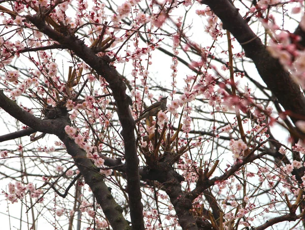 Bahar, Haeundae, Busan, Güney Kore, Asya'da kuş ile çiçeklenme kayısı — Stok fotoğraf