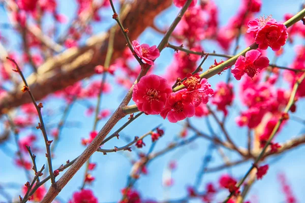 Kırmızı Erik Wondong Maehwa Köyü, Yangsan, Güney Kore, Asya'da çiçeklenme — Stok fotoğraf