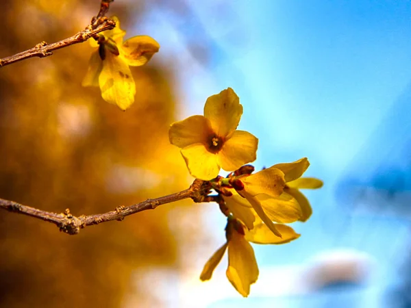 Forsythia Fioritura in primavera, Haeundae, Busan, Corea del Sud, Asia — Foto Stock