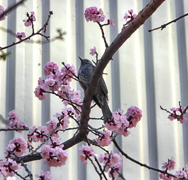 Abrikoos bloeien met vogel in voorjaar, Haeundae, Busan, Zuid Korea, Azië. — Stockfoto