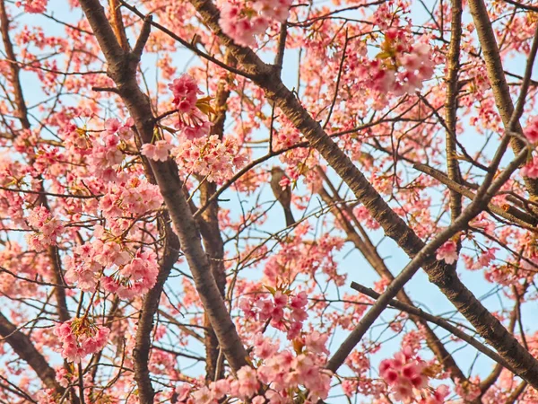 Albicocca che fiorisce con l'uccello in primavera, Haeundae, Busan, Corea del Sud, Asia . — Foto Stock