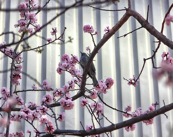 Bahar, Haeundae, Busan, Güney Kore, Asya'da kuş ile çiçeklenme kayısı. — Stok fotoğraf