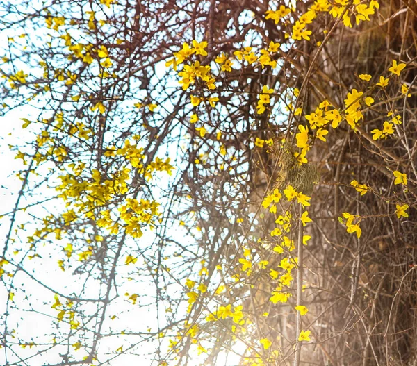 Forsythia Blooming in Spring, Haeundae, Busan, Coreia do Sul, Ásia — Fotografia de Stock