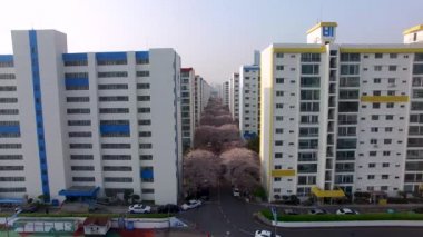 Havadan görünümü Cherry Blossoms sokak Namcheondong, Suyeonggu, Busan, Güney Kore, Asya.