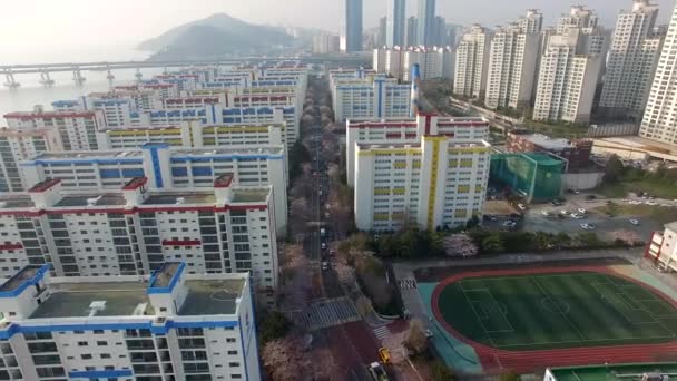 Aerial View Cherry Blossoms Street Namcheondong Suyeonggu Busan Sydkorea Asien — Stockvideo