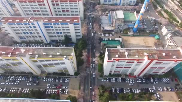 Letecký Pohled Třešňových Květů Ulici Namcheondong Suyeonggu Busan Jižní Korea — Stock video