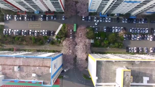Letecký Pohled Třešňových Květů Ulici Namcheondong Suyeonggu Busan Jižní Korea — Stock video