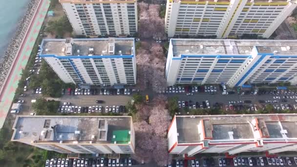 Luchtfoto Uitzicht Van Cherry Blossoms Straat Namcheondong Suyeonggu Busan Zuid — Stockvideo