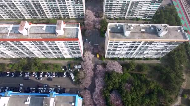 Luchtfoto Uitzicht Van Cherry Blossoms Straat Namcheondong Suyeonggu Busan Zuid — Stockvideo