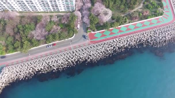 Vista Aérea Rua Das Flores Cerejeira Namcheondong Suyeonggu Busan Coreia — Vídeo de Stock