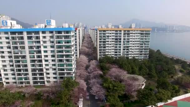 Vista Aérea Calle Cherry Blossoms Namcheondong Suyeonggu Busan Corea Del — Vídeos de Stock