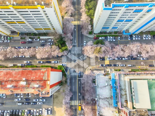 Cherry Blossoms bloeien in Namcheondong, Suyeonggu, Busan, Zuid Korea, Azië — Stockfoto