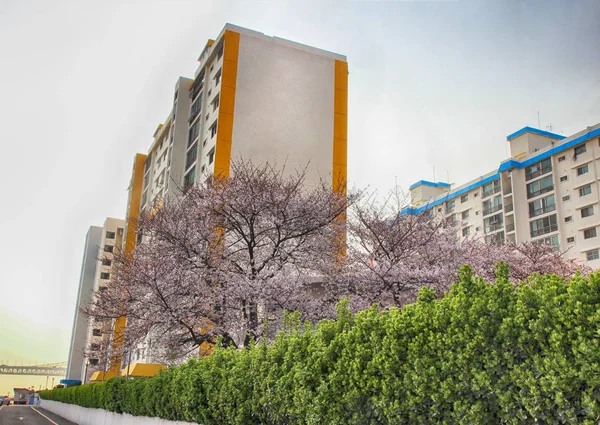 Cherry Blossoms bloeien in Namcheondong, Suyeonggu, Busan, Zuid Korea, Azië — Stockfoto