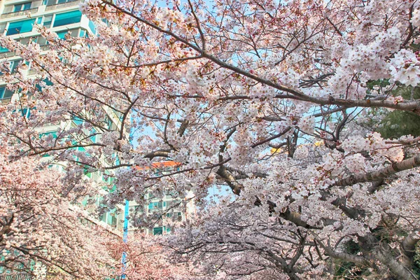 Namcheondong, Suyeonggu, Busan, Güney Kore, Asya'da çiçek açan kiraz çiçekleri — Stok fotoğraf