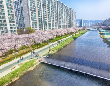 Oncheoncheon vatandaşlar Park, Busan, Güney Kore, Asya'da çiçek açan kiraz çiçekleri