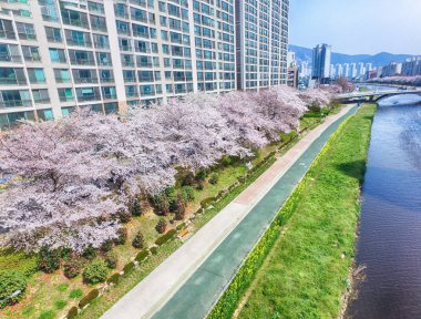 Oncheoncheon vatandaşlar Park, Busan, Güney Kore, Asya'da çiçek açan kiraz çiçekleri