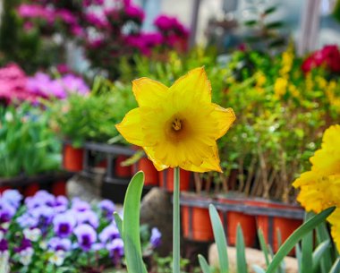Gwangju, Jeollado, Güney Kore, Asya'nın renkli bahar çiçekleri