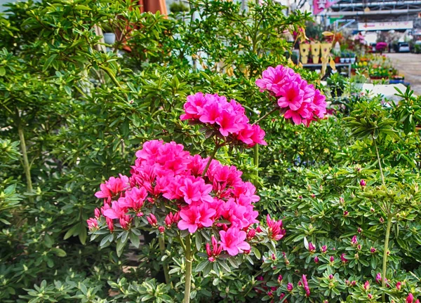 Colorful Wiosna Kwiaty w Gwangju, Jeollado, Korea Południowa, Asia — Zdjęcie stockowe