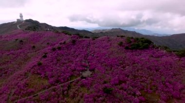 Jindallae Azalea Blooming in Biseul Dağı, Daegu, Soouth Korea, Asya.