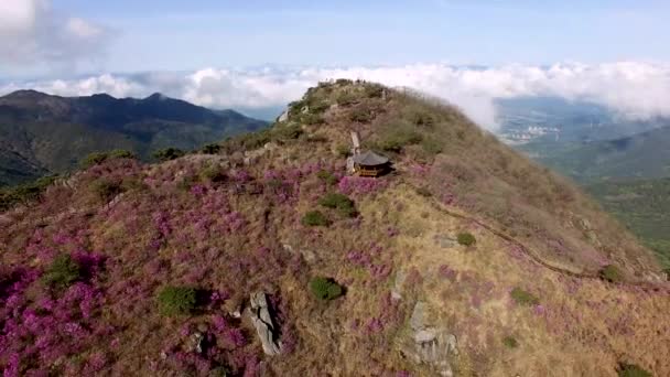 Jindallae Azaleen Blühen Biseul Mountain Daegu Südkorea Asien — Stockvideo