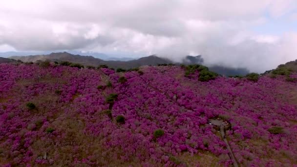 Jindallae Azalea Fioritura Biseul Mountain Daegu Soouth Korea Asia — Video Stock