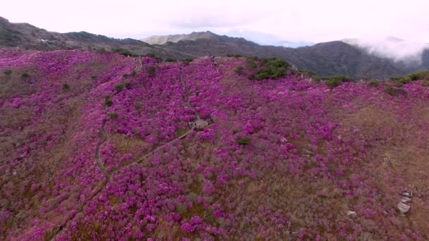 Jindallae Azalea Blooming Biseul Dağı Daegu Soouth Korea Asya — Stok video