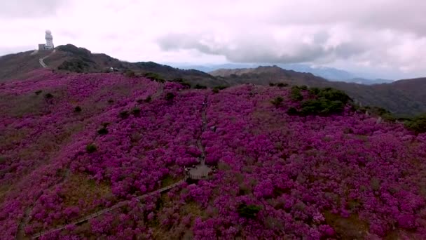 Jindallae Azalea Bloeit Biseul Mountain Daegu Soouth Korea Azië — Stockvideo